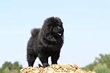 CHOW CHOW 179